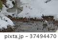 雪の水溜りに舞い降りた可愛い野鳥はシマエナガ._3 37494470