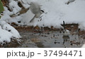 雪の水溜りに舞い降りた可愛い野鳥はシマエナガ._2 37494471