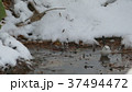 雪の水溜りに舞い降りた可愛い野鳥はシマエナガ._1 37494472