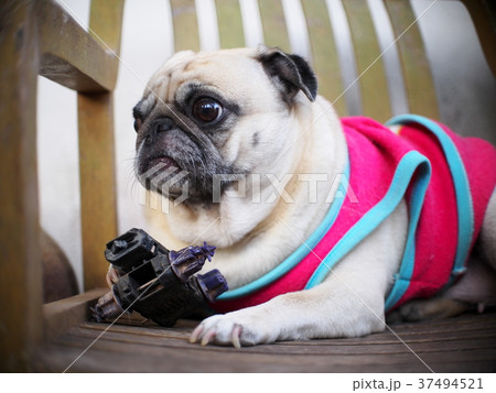 lovely funny white cute fat pug dog on a chair 37494521