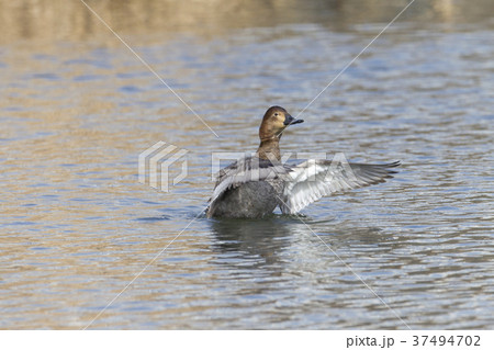 ホシハジロ ホシハジロ 37494702