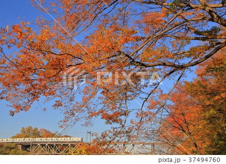 東武東上線の紅葉 37494760