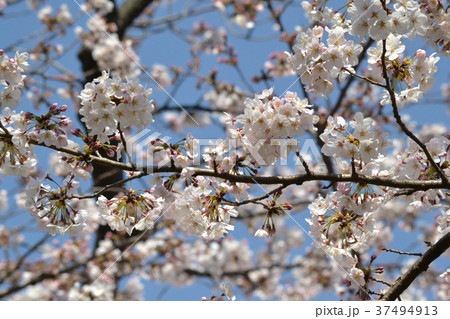 桜 桜 37494913