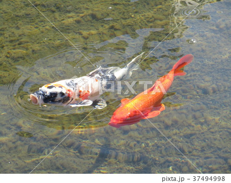 錦鯉が水面付近に 37494998