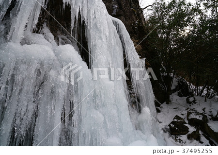 河原谷の大つらら　難所ヶ滝　福岡県宇美町 37495255