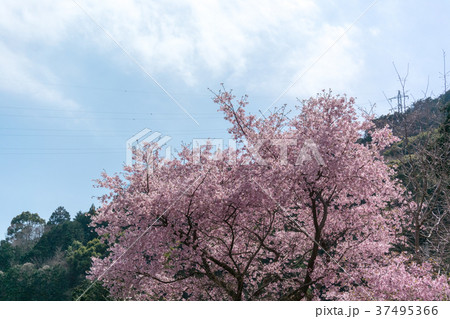 湯河原の桜(神奈川県湯河原町) 湯河原の桜(神奈川県湯河原町) 37495366