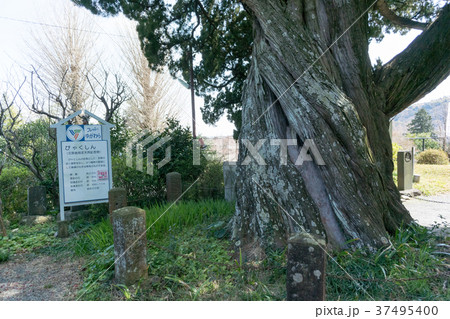 城願寺のビャクシン(神奈川県湯河原町) 城願寺のビャクシン(神奈川県湯河原町) 37495400