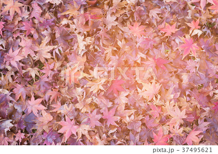 Red fallen leaves on ground 37495621