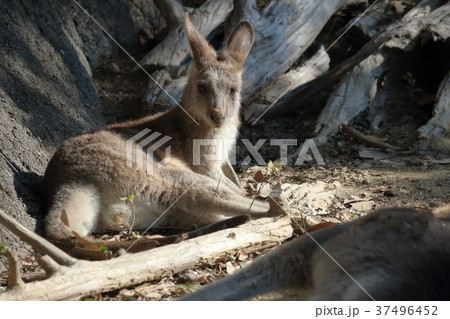 カンガルーの赤ちゃん 37496452