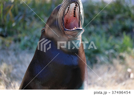 あくびをするアシカ 37496454