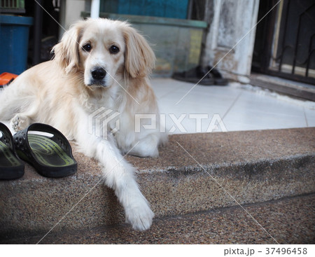 cute lovely white long hair young crossbreed dog cute lovely white long hair young crossbreed dog 37496458