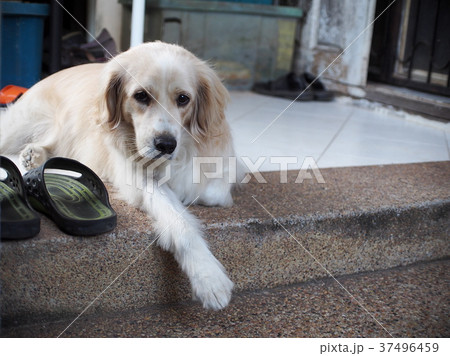 cute lovely white long hair young crossbreed dog 37496459