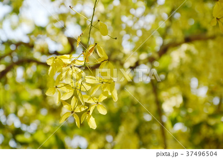 golden shower tropical flower blooming on Thailand 37496504