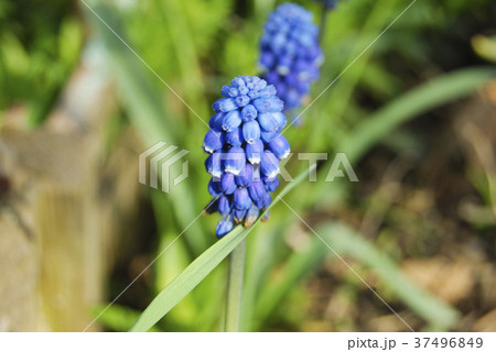The blue inflorescence of the Muscari flower The blue inflorescence of the Muscari flower 37496849