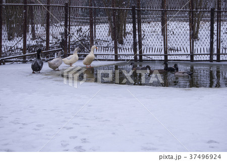 Ducks swim in the hole of a frozen pond. Ducks swim in the hole of a frozen pond. 37496924