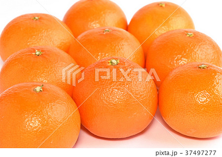 天草（あまくさ） 37497277