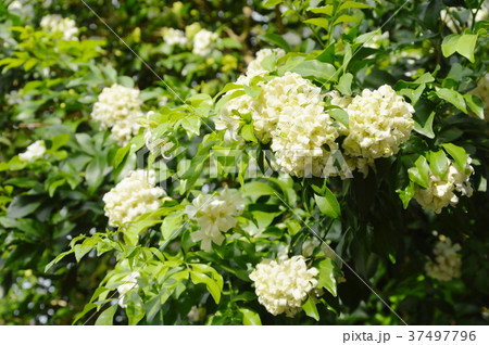 orange jasmine tropical flower scented on night  37497796