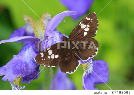 ダイミョウセセリ 37498092