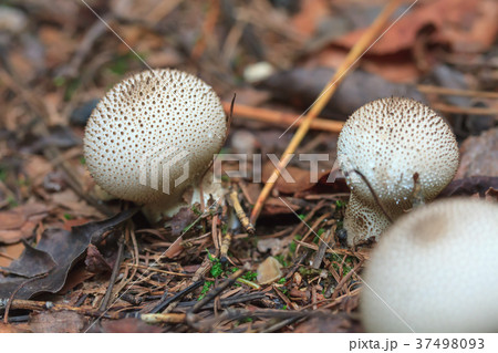ホコリタケ 37498093