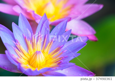 Lotus Flower. Lotus Flower. 37498361