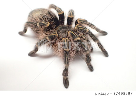 タランチュラ チャコジャイアントゴールデンストライプニーの写真素材