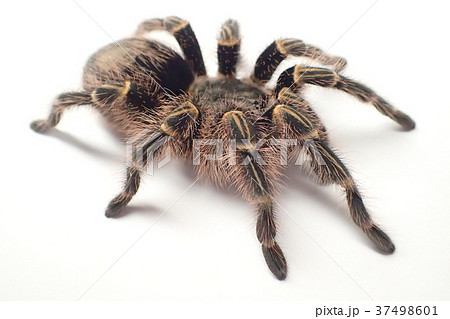 Tarantula Chaco Giant Golden Striped Knee Stock Photo 37498601