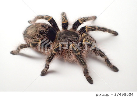 タランチュラ チャコジャイアントゴールデンストライプニーの写真素材
