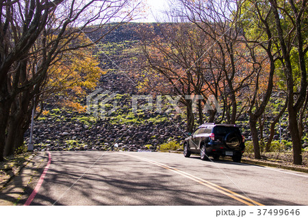 台湾 桃畑 モモ畑 37499646