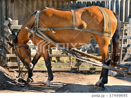 Horse in harness Horse in harness 37499695