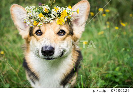 A dog in a wreath of flowers. 37500122