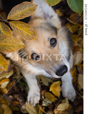 Dog on a walk in a beautiful autumn forest. Dog on a walk in a beautiful autumn forest. 37500540