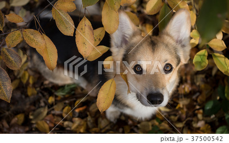 Dog on a walk in a beautiful autumn forest. 37500542