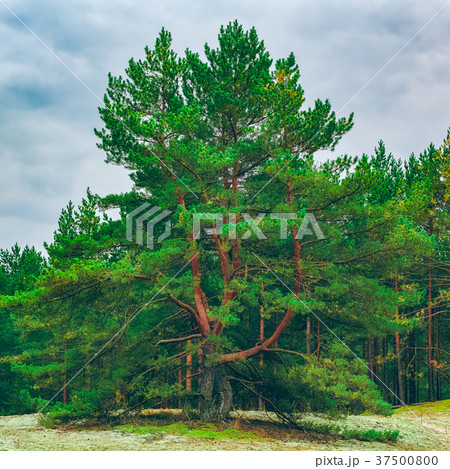 Pine forest green landscape 37500800