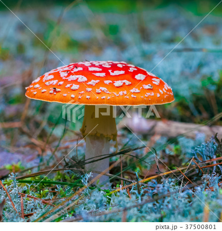 Amanita Muscaria poisonous mushroom 37500801