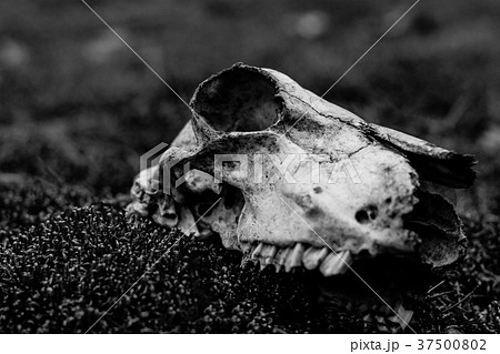 Animal skull on the ground. Loneliness 37500802