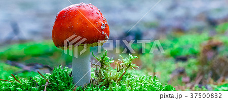 Amanita Muscaria poisonous mushroom 37500832