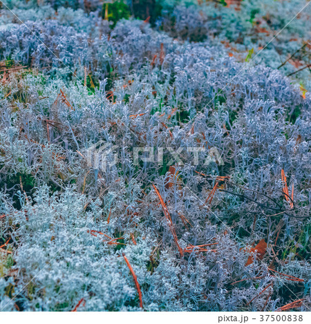 Lush moss in a forest 37500838