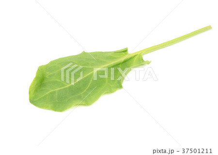 Spinach leaves Spinach leaves 37501211