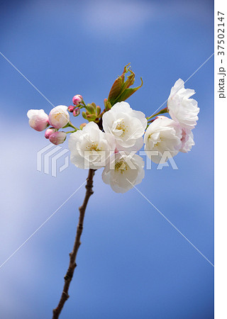 北海道乙部町の八重桜を五月晴れの青空をバックに撮影 北海道乙部町の八重桜を五月晴れの青空をバックに撮影 37502147