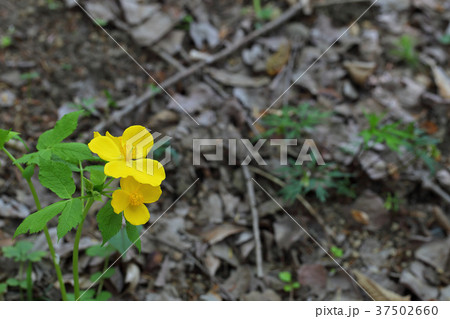 ヤマブキソウの花 37502660