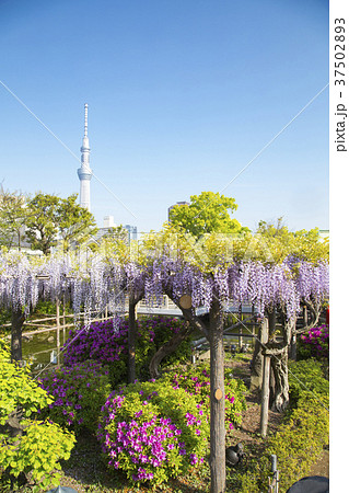 亀戸天神社　藤まつり 37502893