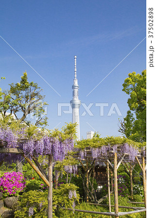 亀戸天神社　藤まつり 37502898