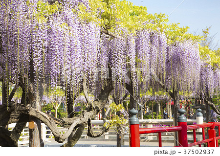 亀戸天神社　藤まつり 37502937