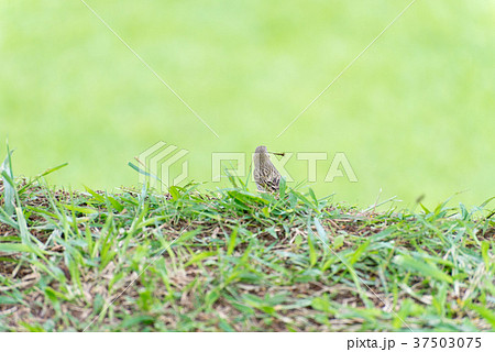 Little bird holding branch to make a nest 37503075