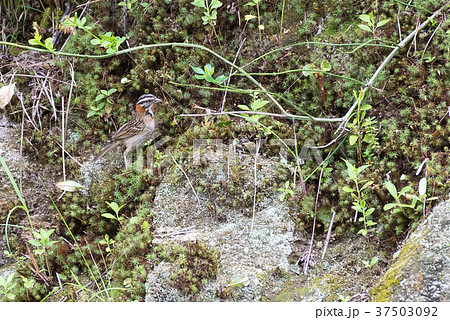 rufous collared sparrow posing on a branch rufous collared sparrow posing on a branch 37503092