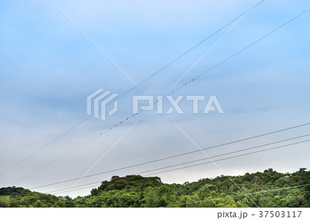Silhouette of swallows perched on power line 37503117