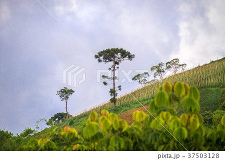 View of mountain landscape with araucaria tree 37503128