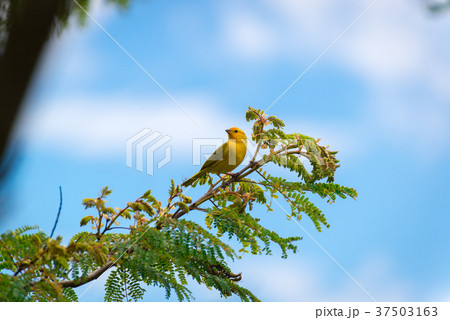 Male island canary posing on a tree branch 37503163