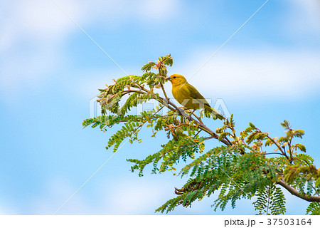 Male island canary posing on a tree branch 37503164