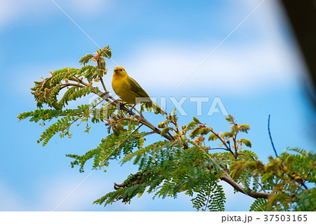 Close up of wild canary passerine bird perched 37503165